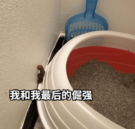 猫把屎拉在天花板上，我tm真想把家给拆了