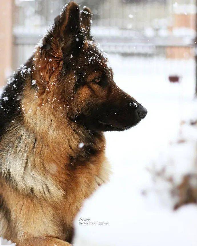 原来军犬退役后,有退休工资,按月发肉干.实名制羡慕了!
