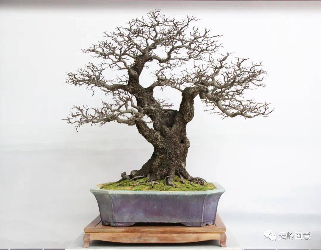 辉煌的记忆2015年昆明斗南中国盆景精品邀请展暨云南赏石根艺展