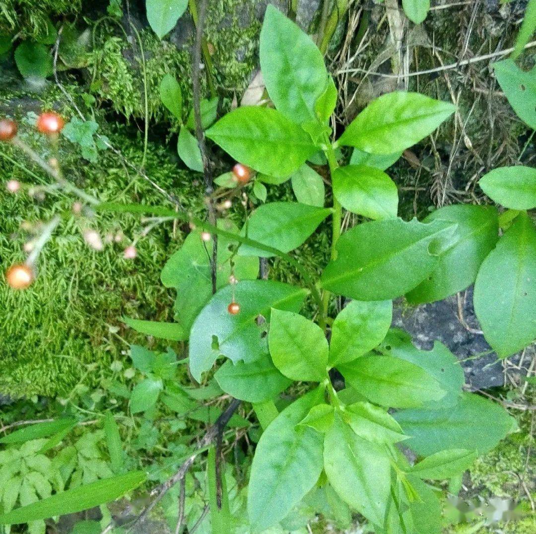 德慶有種野菜叫土人參滋補強壯身價高漲