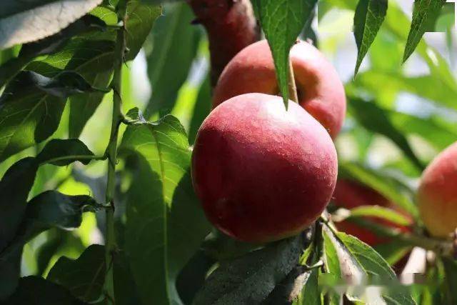 设计师瓜果梨桃烤全羊周末就要过得不一样