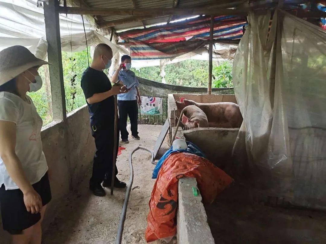 博罗警方逮了一伙偷猪贼