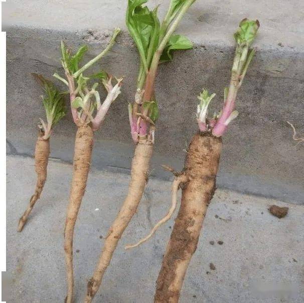 德庆有种野菜叫土人参滋补强壮身价高涨