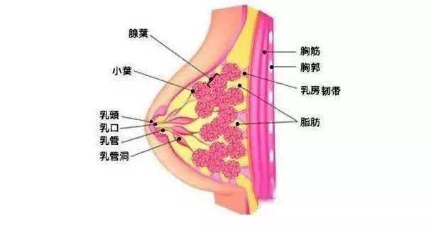 胸部有183个穴位,9条经络通过6015_乳房