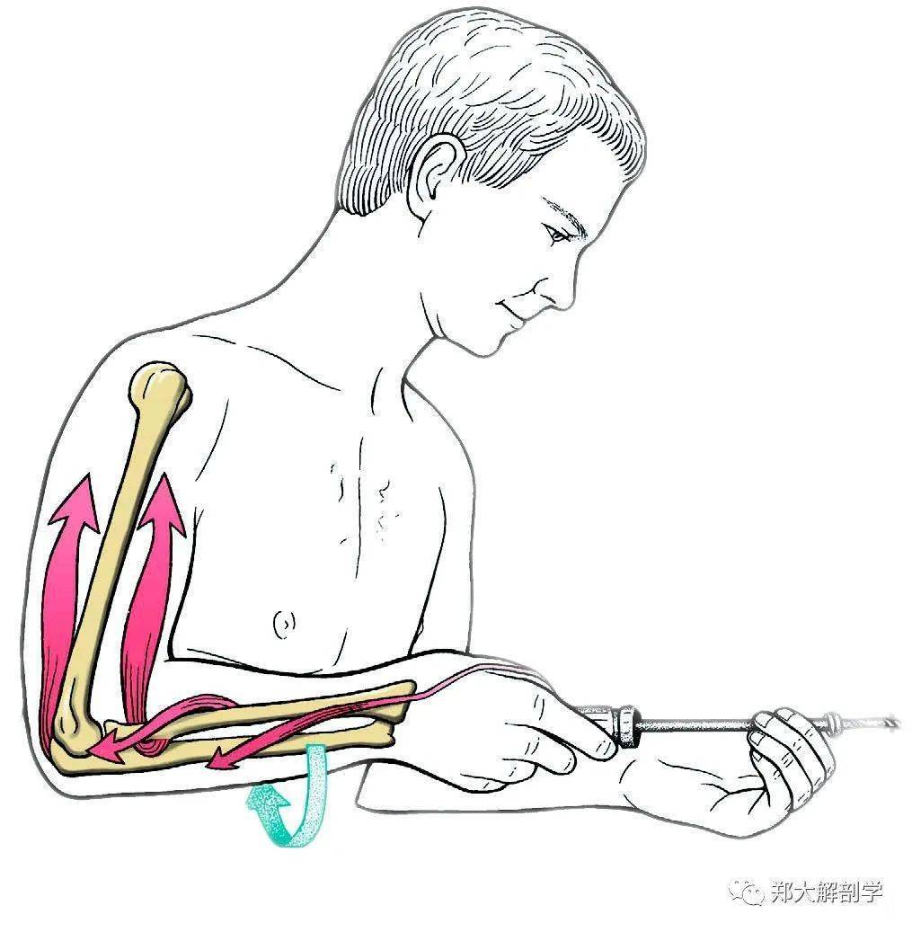 肱桡肌容易形成肌筋膜疼痛综合征