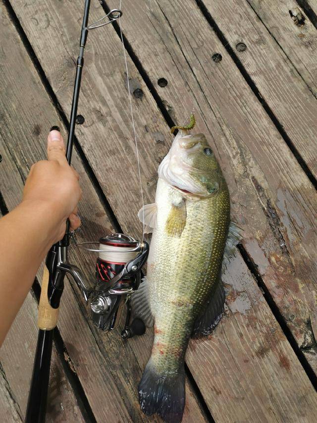 初夏路亚加州鲈作钓模式,闲聊技巧篇_鲈鱼
