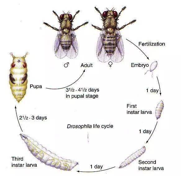 蝇子的发育过程图片