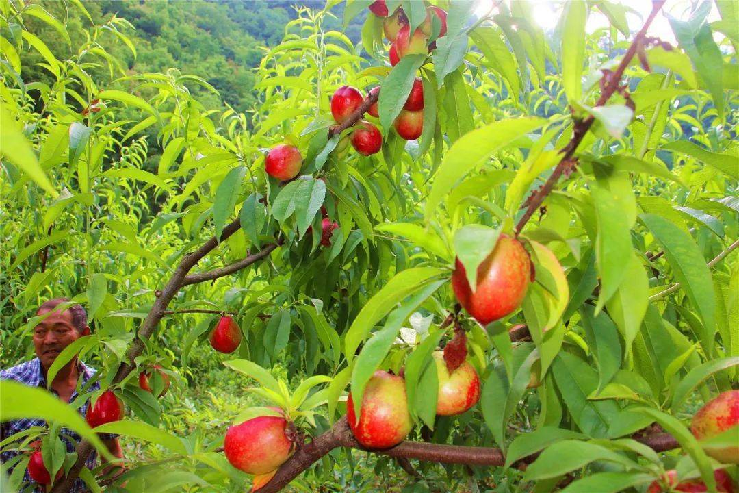 又是一年瓜果飘香时白河仓上邀你来采摘