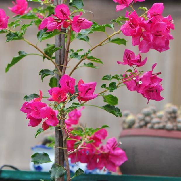 让三角梅勤开花注意3点开成花球多次开花花开爆