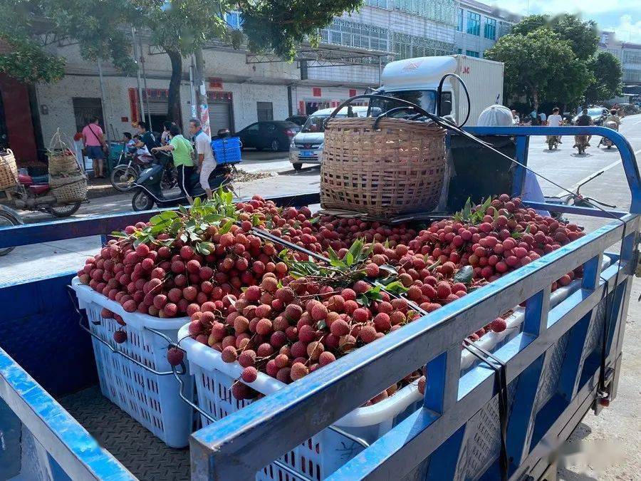 高州荔枝收购的热闹场景,一辆辆摩托车载一筐筐荔枝