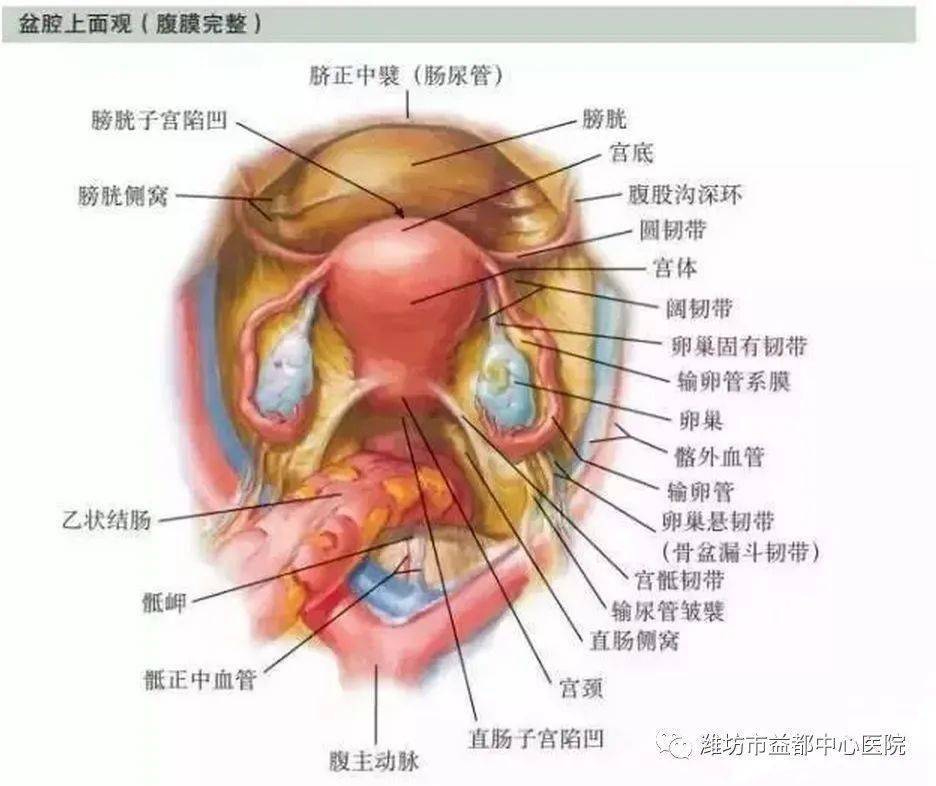 子宫切除后盆腔内部图图片