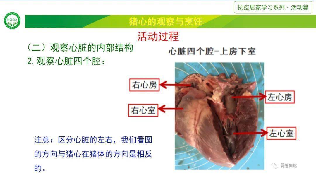 猪的心脏结构图图片