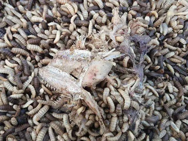 黑水虻转化处理畜禽粪便及餐厨垃圾_幼虫