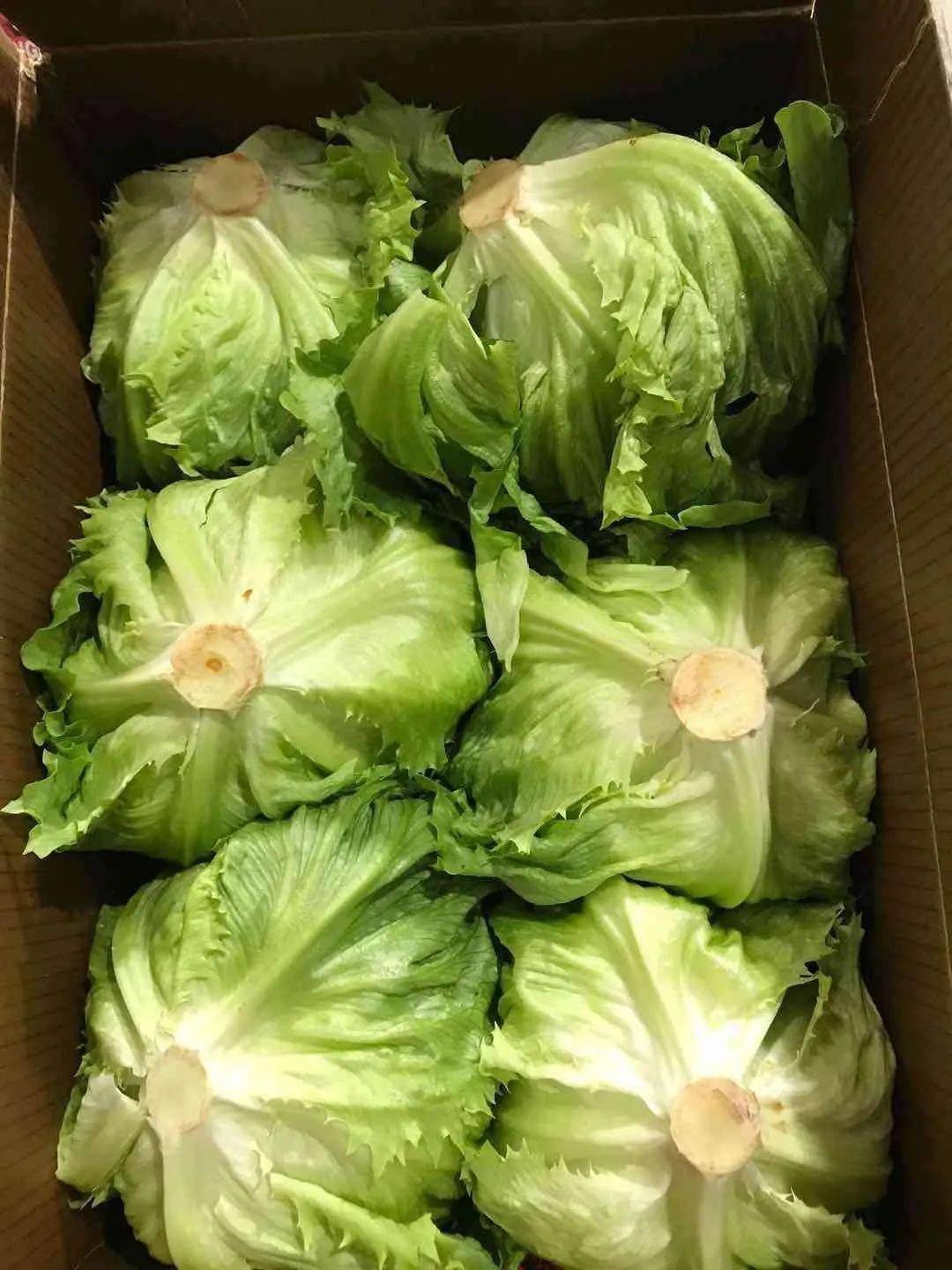 超大颗生菜 卷心菜香甜可口的香瓜甜甜脆脆的大菠萝0运费起,团一份