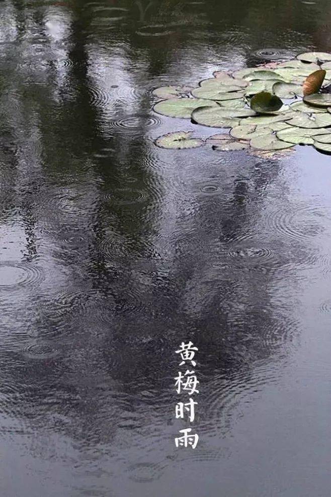 梅雨五绝