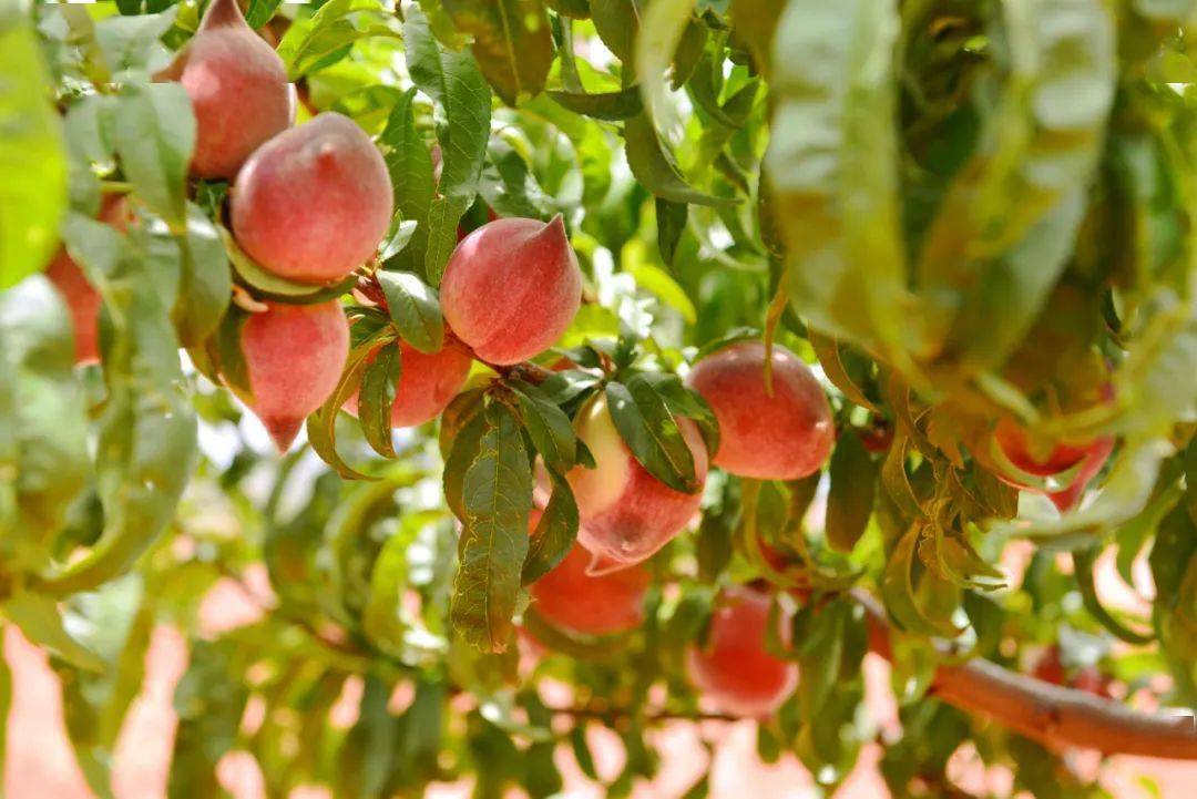 急云南300吨黑美人脆甜桃即将烂在地里贫困果农一家生计面临挑战恳请