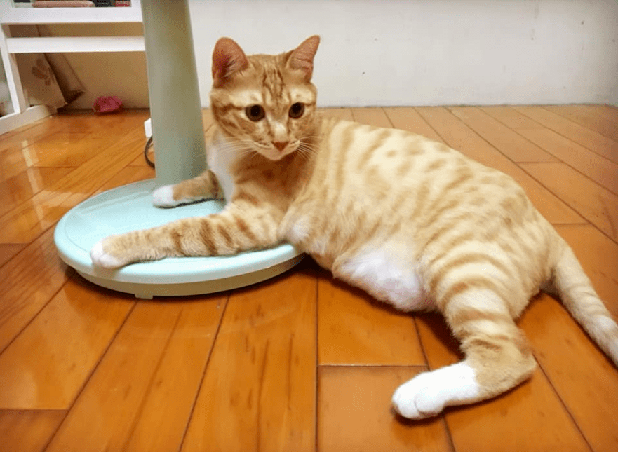 大热天，网友家的猫愣是不让她开电扇…