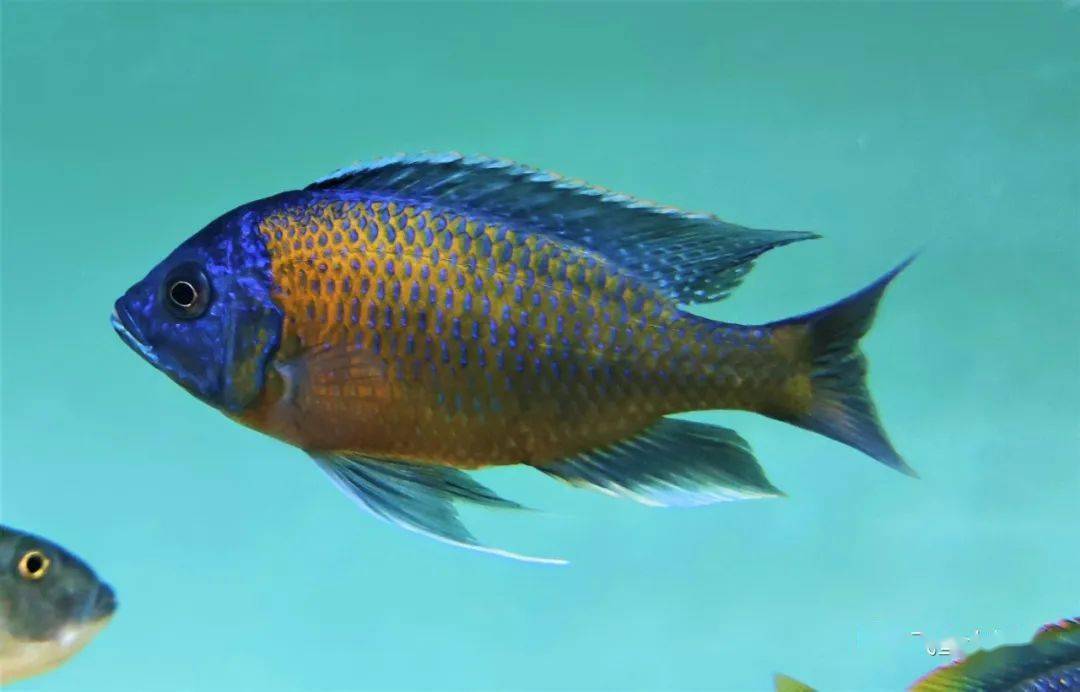 探索与发现酷斯拉繁殖了弱小邻居们现在怎么样