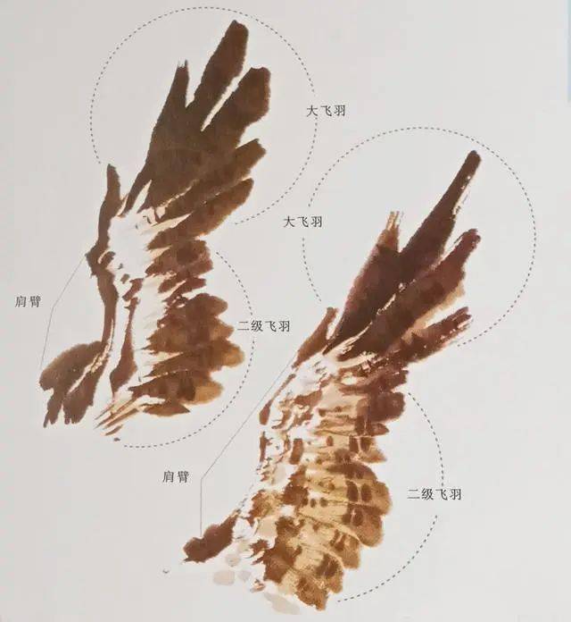 盘鹰翅膀的画法图片