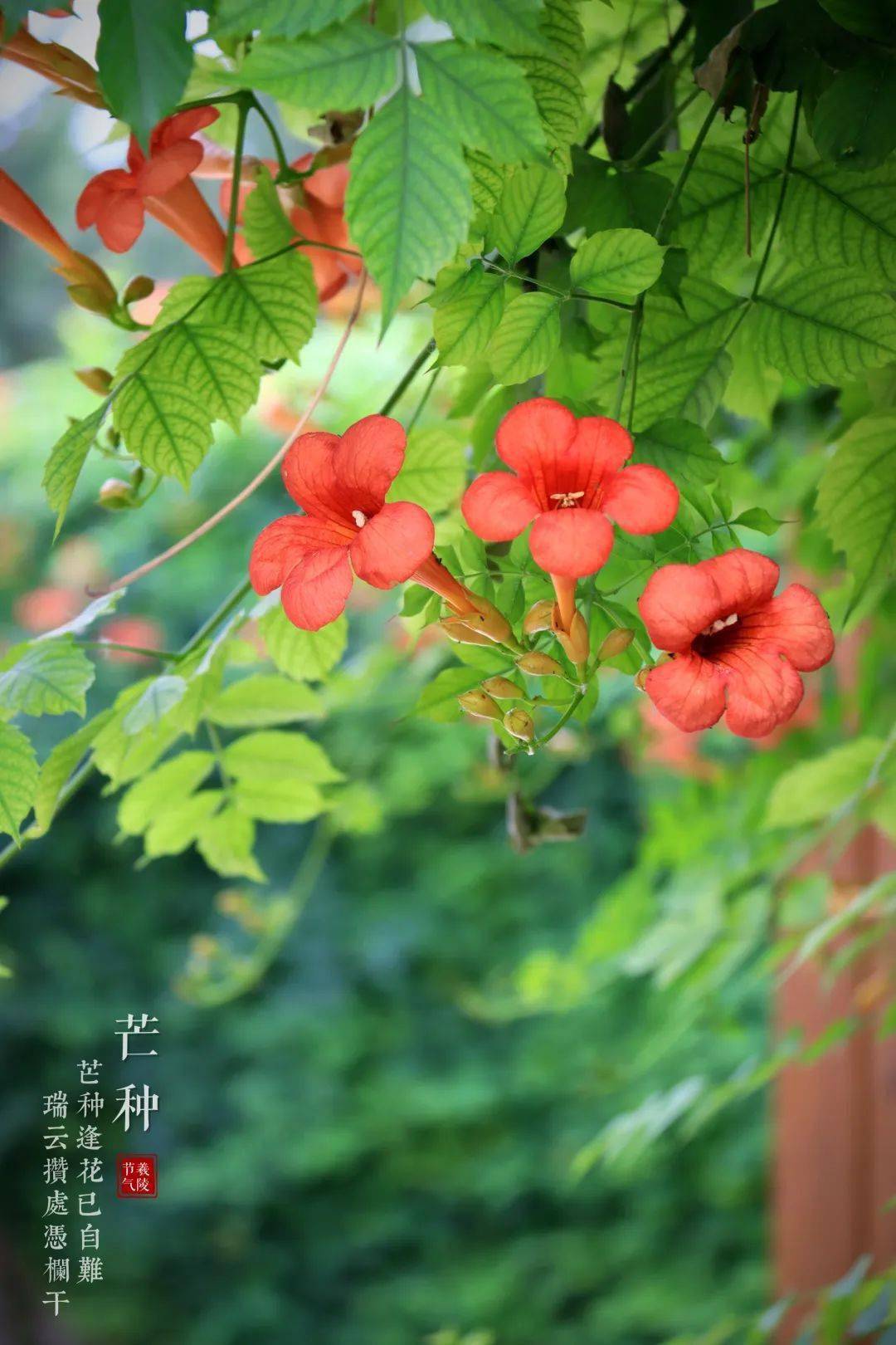 二十四节气丨芒种