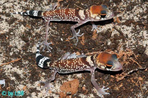 从零开始养星点守宫基础饲养指南