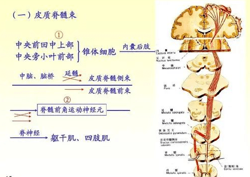 【康复系列课程10】脑干内部的传导束知识分享