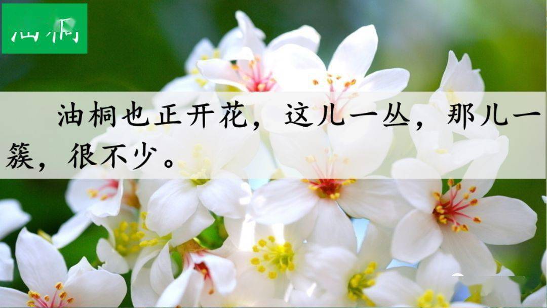 部编版四年级语文下册第17课《记金华的双龙洞》知识点+图文详解