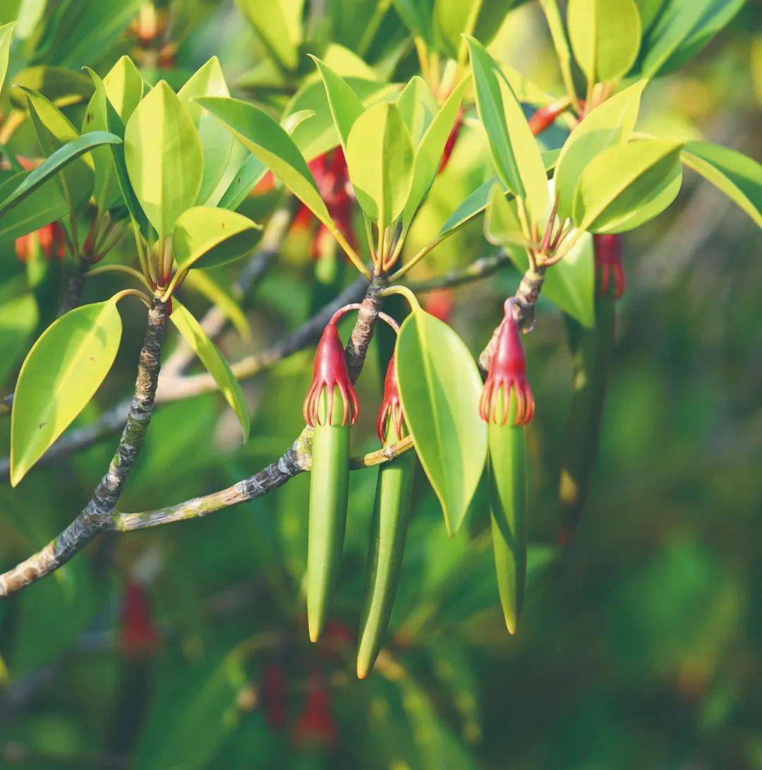 科普| 红树林究竟神奇在哪?(内附美图!)_植物