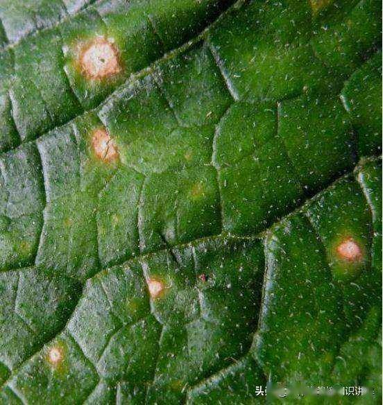 黄瓜炭疽病不可怕怕你没有好法来治它