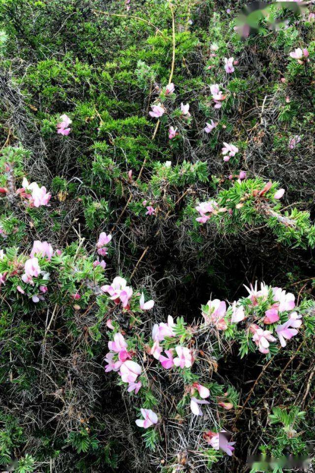 兰州马衔山上的花中西施杜鹃花_高山