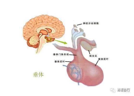 图2:腺垂体及神经垂体示意图神经垂体本身不会产生激素,而是作为仓库