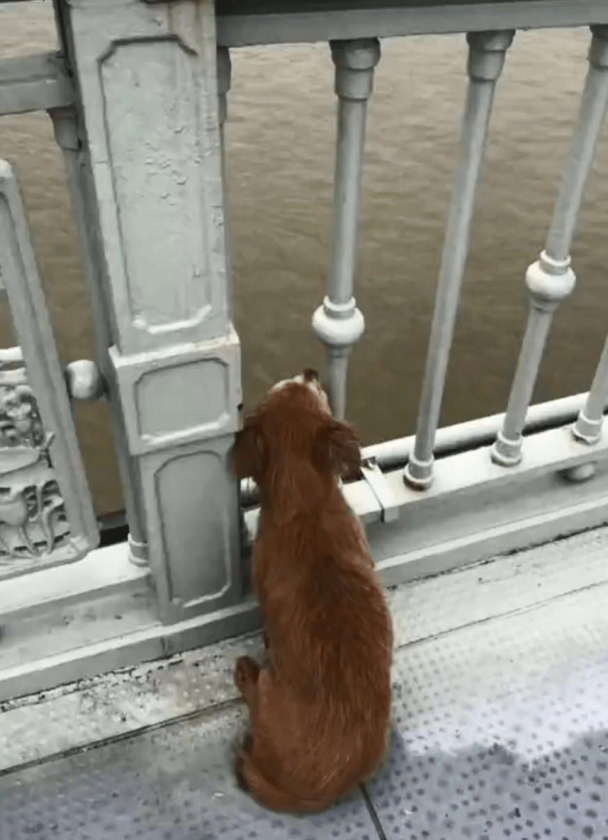 心酸！狗狗主人跳桥轻生，它守望桥面几天不走