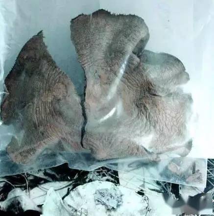 亚稀褶黑菇湖南最毒的毒菌之一专家提醒:认识湖南地区最常见的毒蘑菇