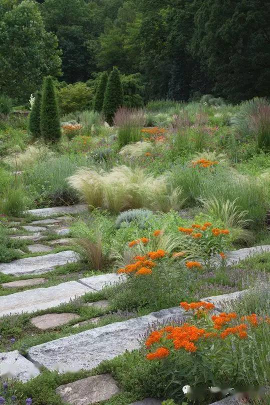 旱溪花境景观赏析