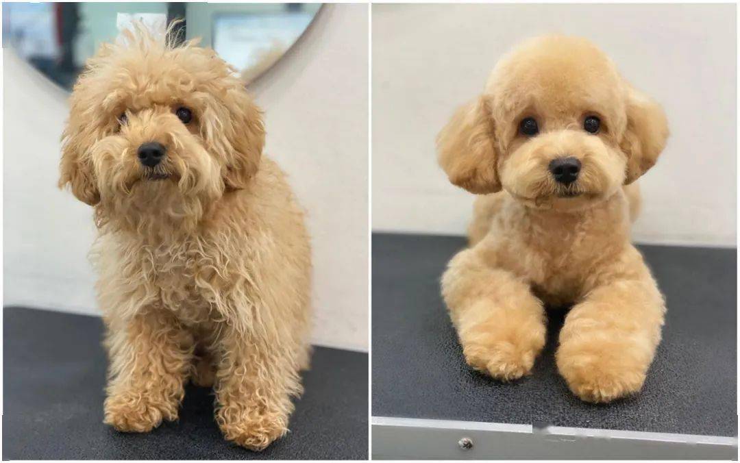 你不给贵宾剪个毛都不知道原来它还可以这么美