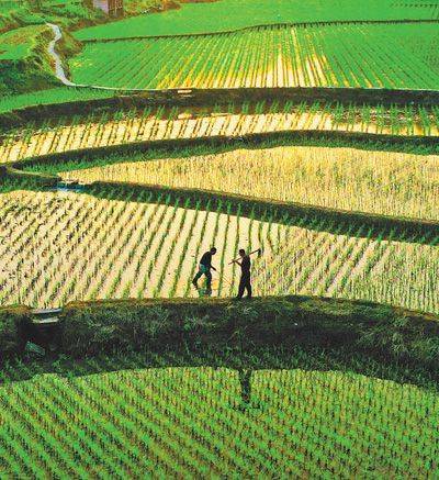 栽插秧苗耕耘希望(统筹抓好改革发展稳定各项工作)