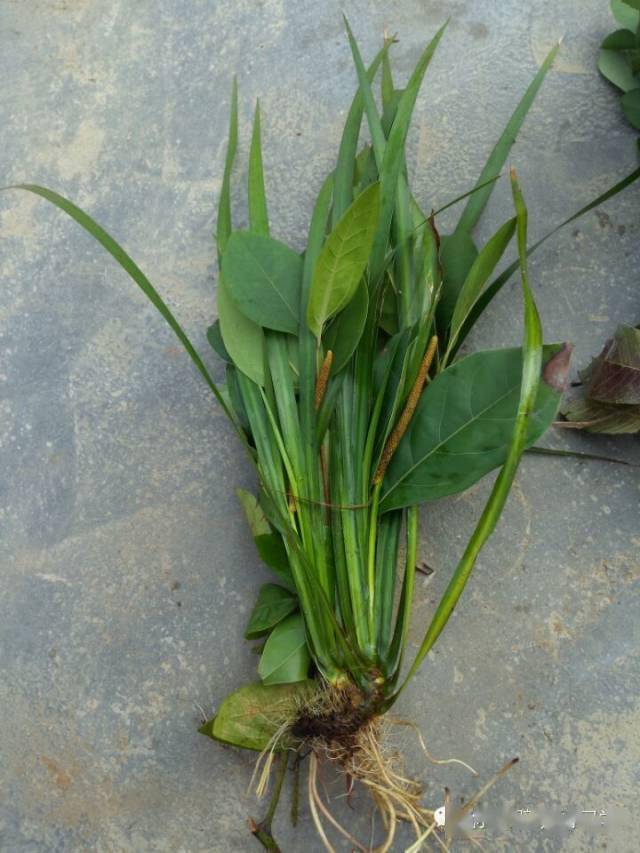 石姜符2苦菜一名苦刺,系野草之一种,丛生茂盛.