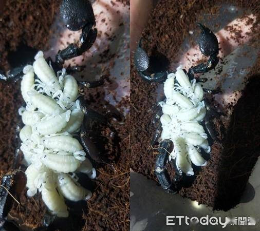 蝎妈背上全是宝宝 用嘴交配还跳舞