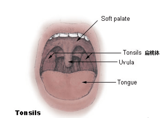 发烧嗓子红肿咽不下饭宝宝这么遭罪怎么办