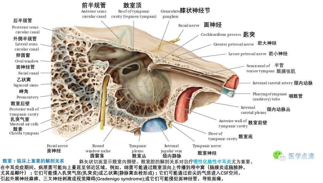 影像解剖丨外耳中耳內耳解剖