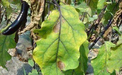 如果在生产过程中锰离子被全部包裹在中间,就是全络合态代森锰锌,使用