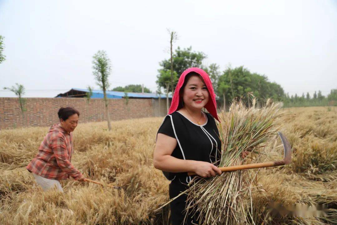 盐山再现当年农村麦收真实场景三部曲之二割麦
