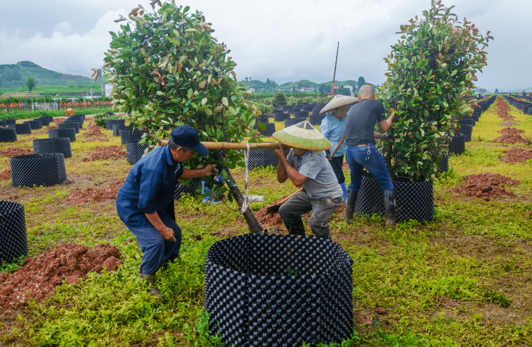 框架物,80余名农户冒着蒙蒙细雨,忙碌着搬运树苗,拉泥土,培土移栽苗木