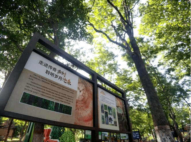 带你领略神秘古树传奇石家庄植物园京津冀古树名木种质资源展示园