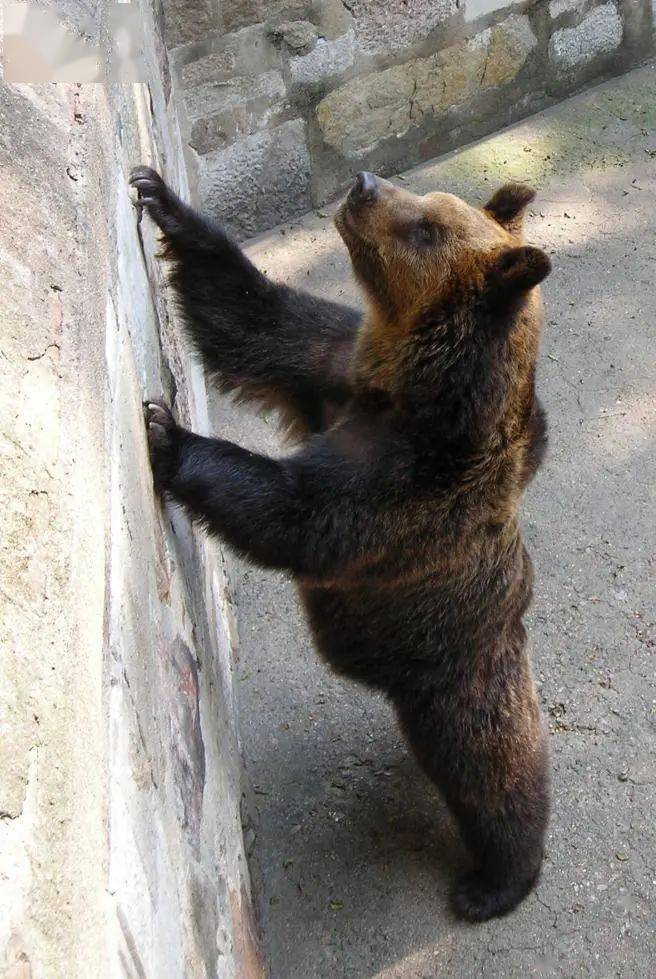 拍摄于2006年9月27日山熊老就是去逛无锡动物园.