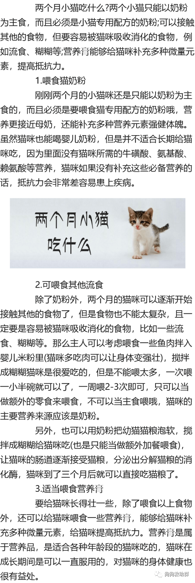 两个月小猫吃什么