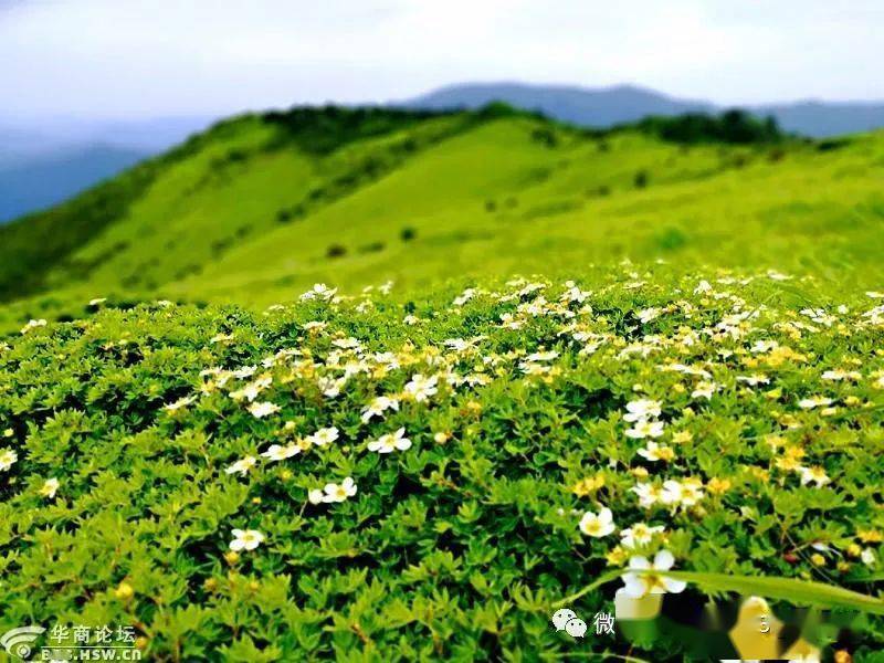 飄之隊登太白凍山極頂一日高山草甸連穿