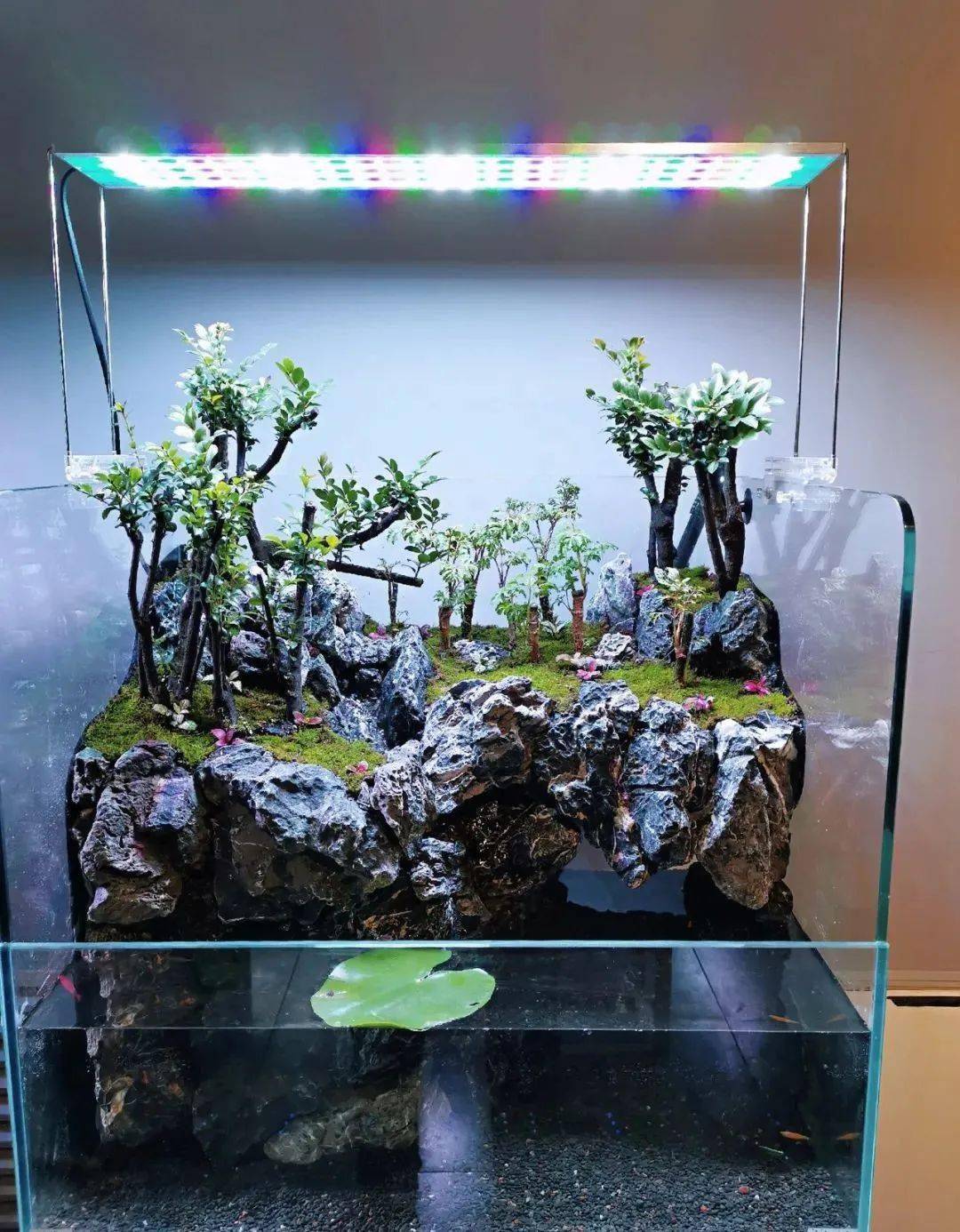 用石头造景,还怕龟的破坏吗?