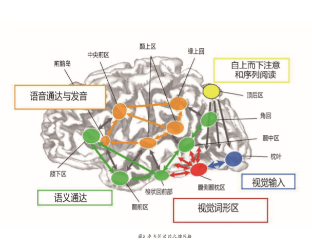 人脑处理语言的机制给你启发!