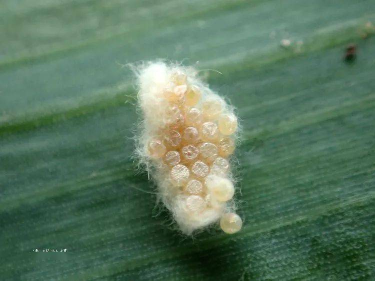 草地贪夜蛾实拍高清图鉴整理转载